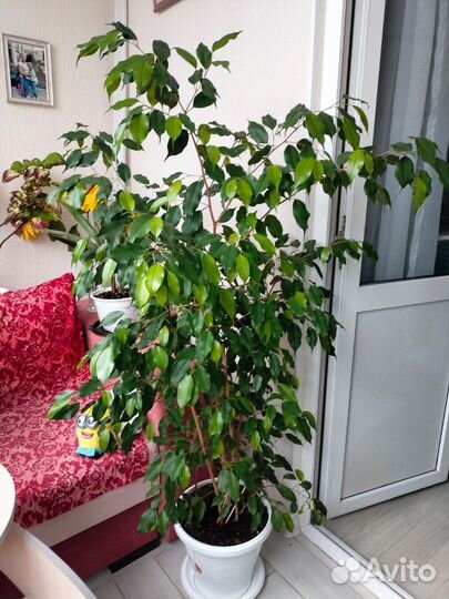 Фикус,бенджамина,фиалки и многое другое