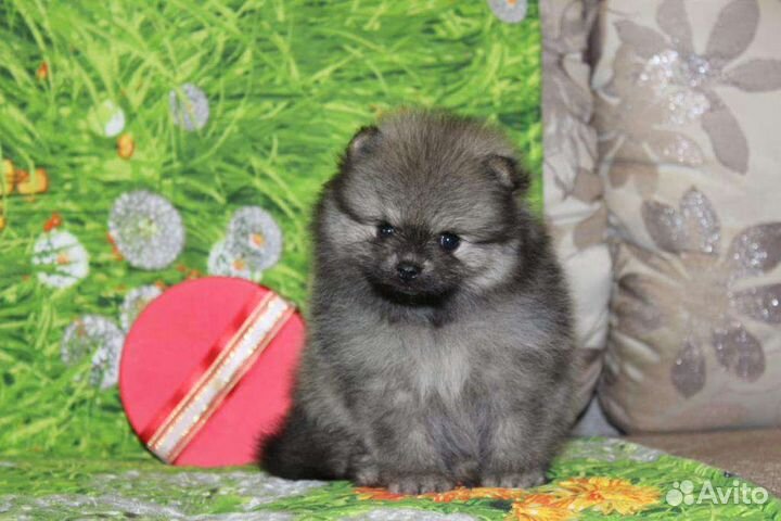 Померанский шпиц