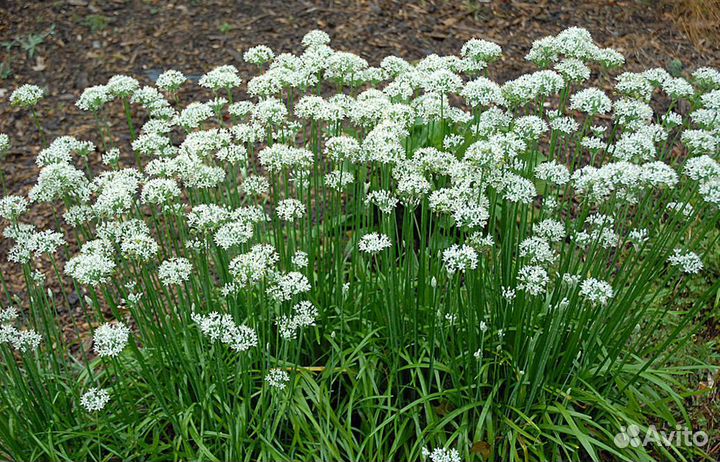 Садовые растения (многолетники)