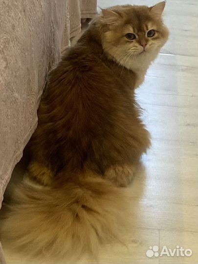 Британский кот золотая шиншилла