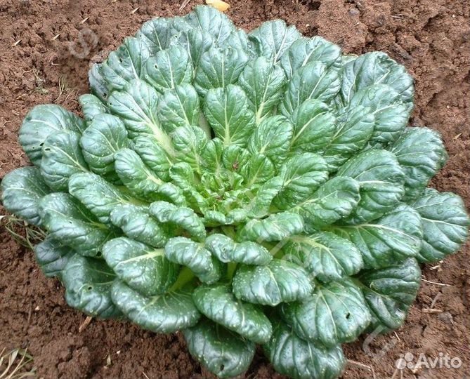 Татсой, китайскся капуста, семена 30 шт