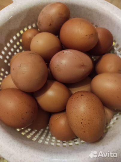 Инкубационное яйцо кур цыплята