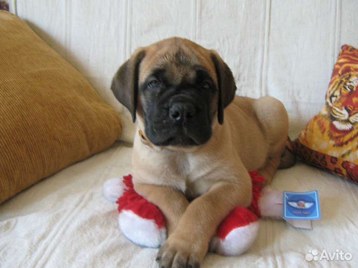 Домашняя гостиница для собак