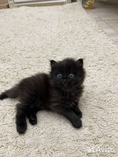 Котенок