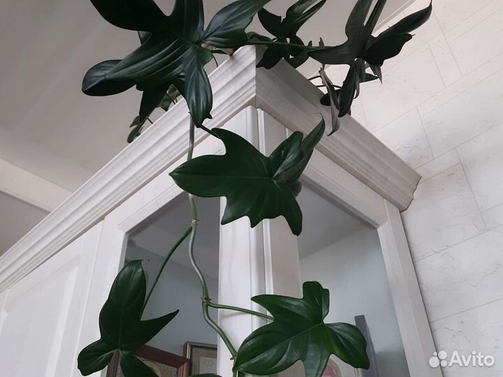 Комнатные растения.Филодендрон гитаровидный