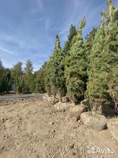 Сосна обыкновенная 470 см