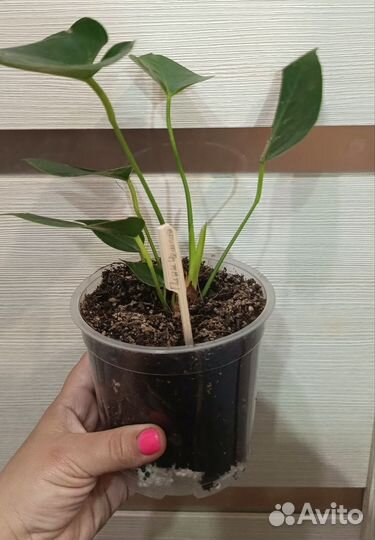 Антуриум (мужское счастье ) часть 2