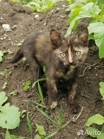 Кошка