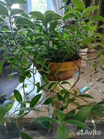 Цветок пушистик