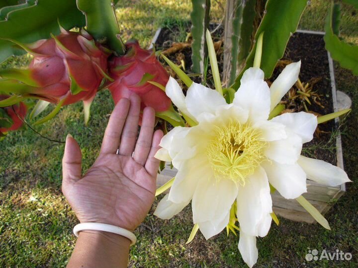 Питахайя, разные виды, семена