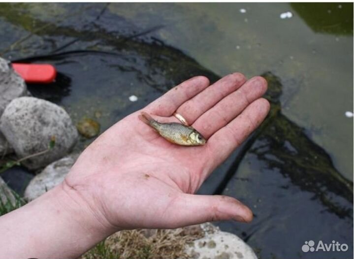 Живец карась