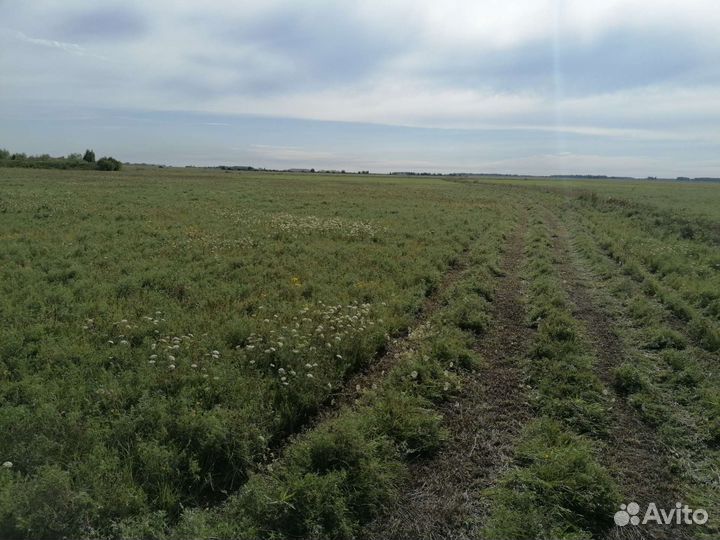 Продам отличное сено в тюках