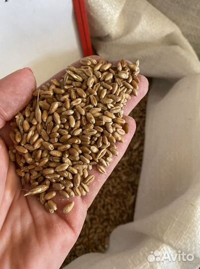 Пшеница урожай 2022