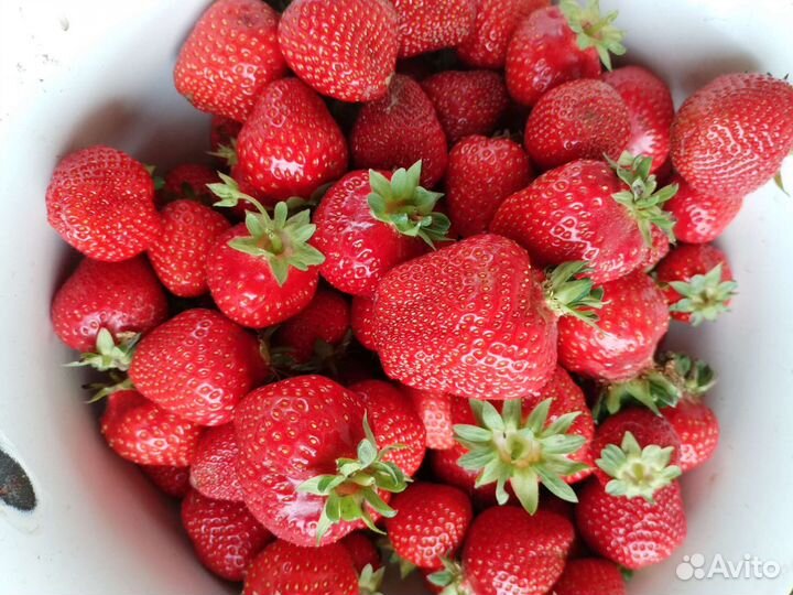 Рассада клубники, Сорта Федерико,Лючия