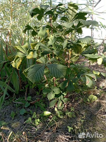 Саженцы и вы и каштана