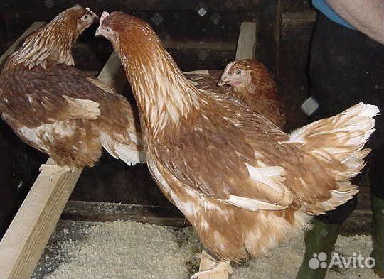 Куры молодки несушки