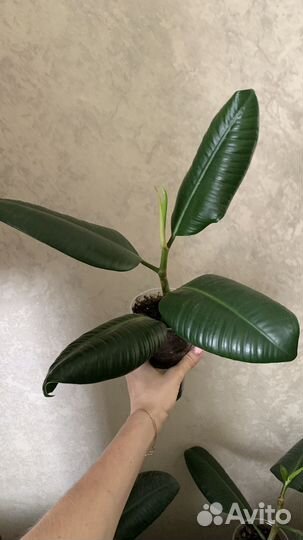 Фикус каучуконосный (эластика)