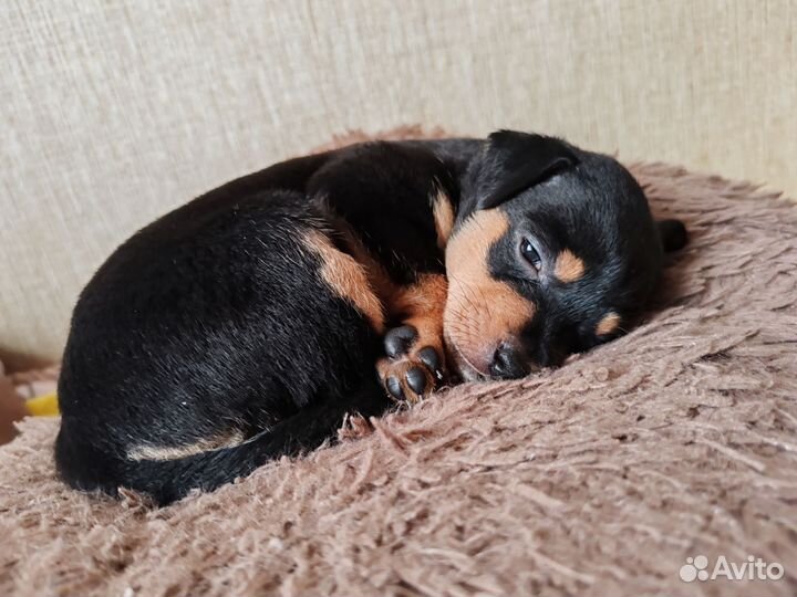 Той-терьер щенки