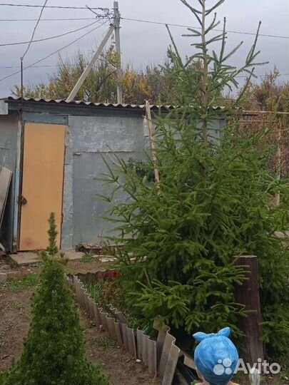 Ель обыкновенная