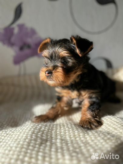 Йоркширский терьер мини щенки