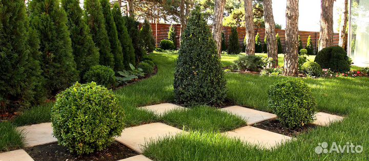 Туя смарагд до 120