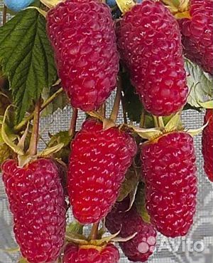 Саженцы малины