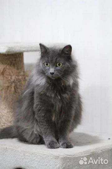 Кот в добрые руки