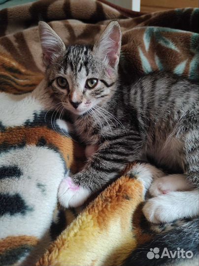 Котята супер ласковые полосатики и чёрные