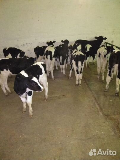 Телята бычки