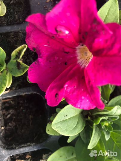 Продается рассда цветов и овощей