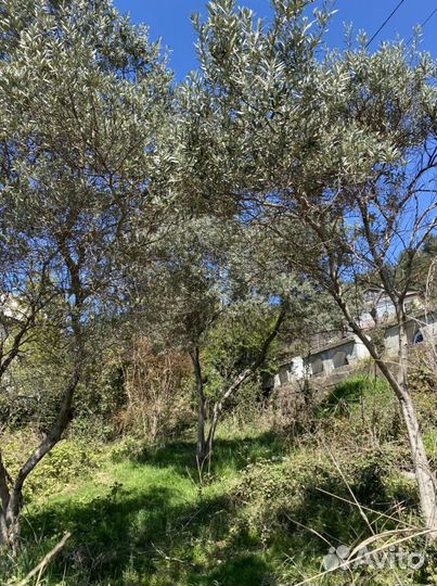 Олива оливки дерево саженцы корни сад