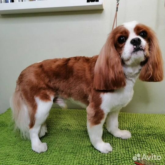 Стрижка собак и кошек