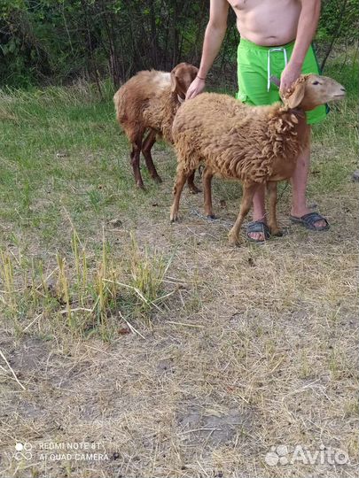 Овцы бараны ягнята