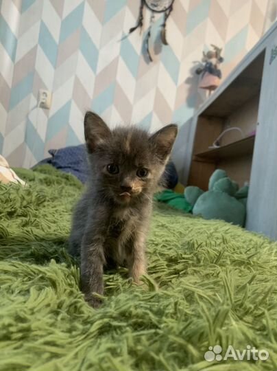 Котят в добрые руки