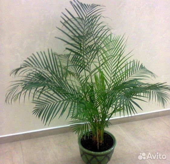 Саженцы финиковой пальмы