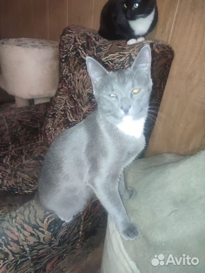 Пожалейте мальчика Кузеньку, возьмите домой