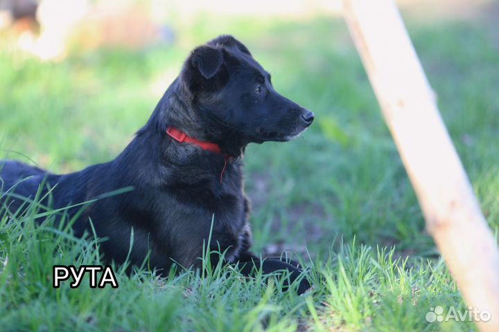 Диванные собачки в добрые руки