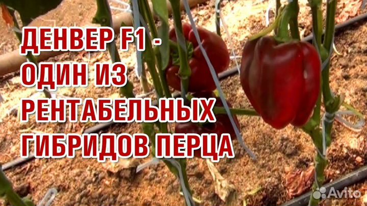 Денвер F1 Clause 1000 семян сладкого перца