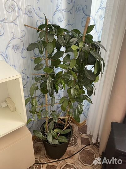 Хоя карноза