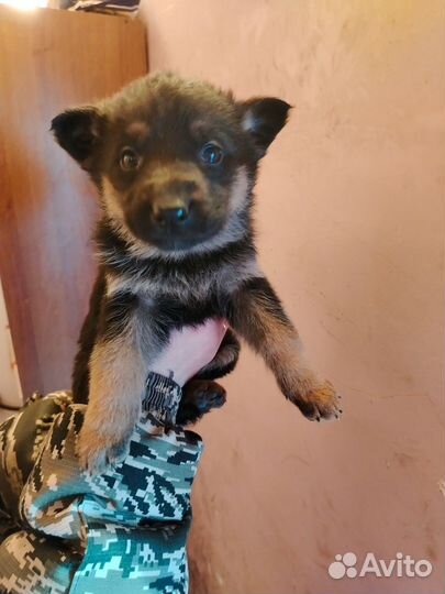 Щенки немецкой овчарки