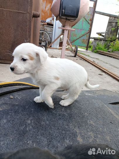 Собаки щенки