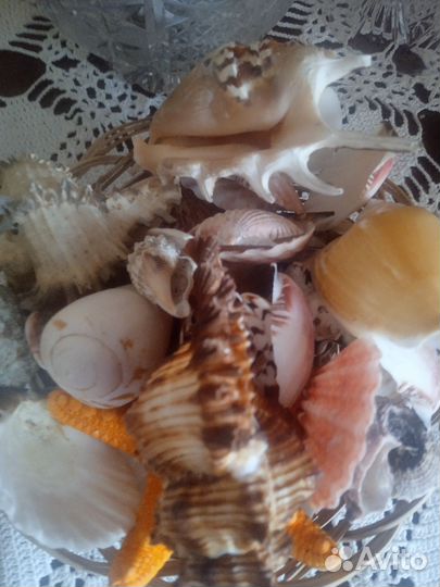 Набор ракушек