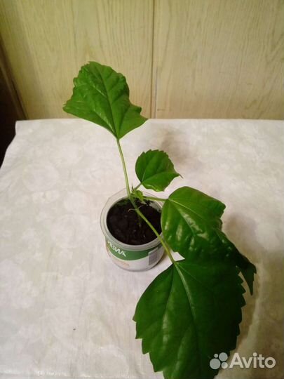 Китайская роза (Гибискус)