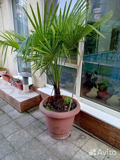 Пальма веерная