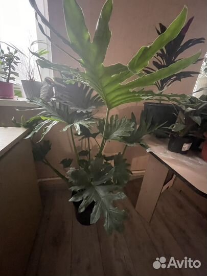 Филодендрон