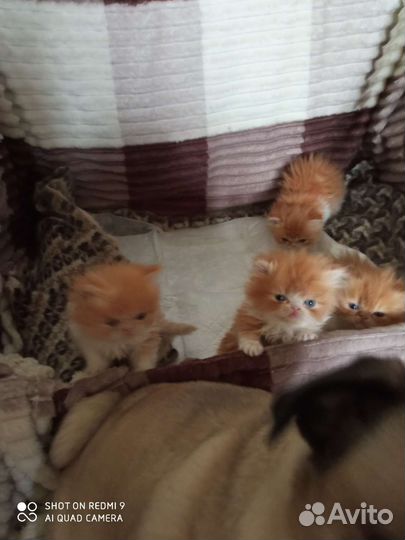 Котята