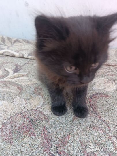 Котята в добрые руки бесплатно