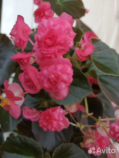 Бегония вечноцветущая махровая