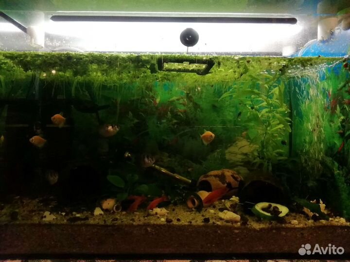 Живая вода удобрение для растений