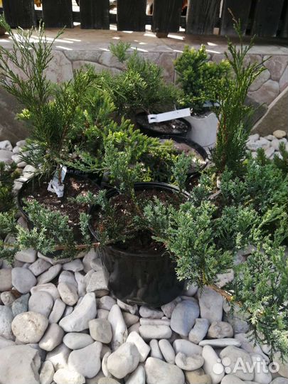 Можжевельник